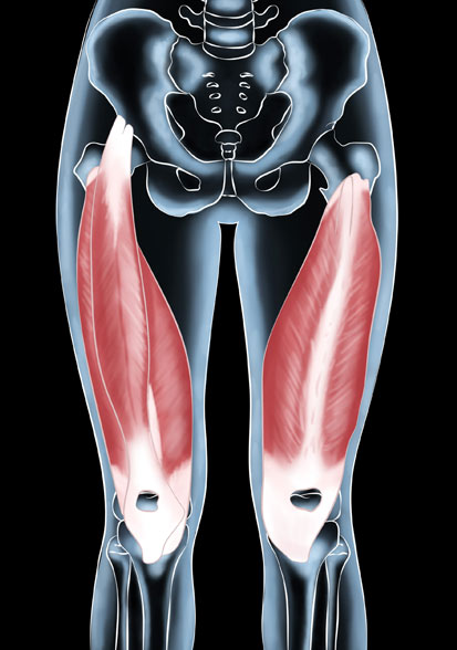 Quadriceps Muscles